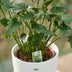 Philodendron Xanadu Houseplant in White Pot, 60cm Bild 4