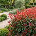 Green boutiQ - 40x Photinia fraseri Carre Rouge - Glanzmispel - Heckenpflanzen - Immergrün - Rot - Topf 9cm - Höhe 25-35cm Bild 8