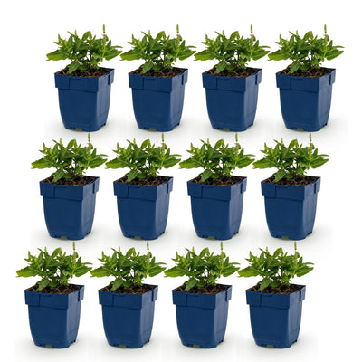Green boutiQ - Perennial - Salvia nem. Sense Deep Blue - Sage - Bee and Butterfly Attractors - Purple - 12 Plants - Pot 11cm - Height 15-25cm