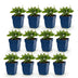 Green boutiQ - Perennial - Salvia nem. Sense Deepl Blue - Sage - Bee and Butterfly Attractors - Purple - 12 Plants - Pot 11cm - Height 15-25cm Bild 1