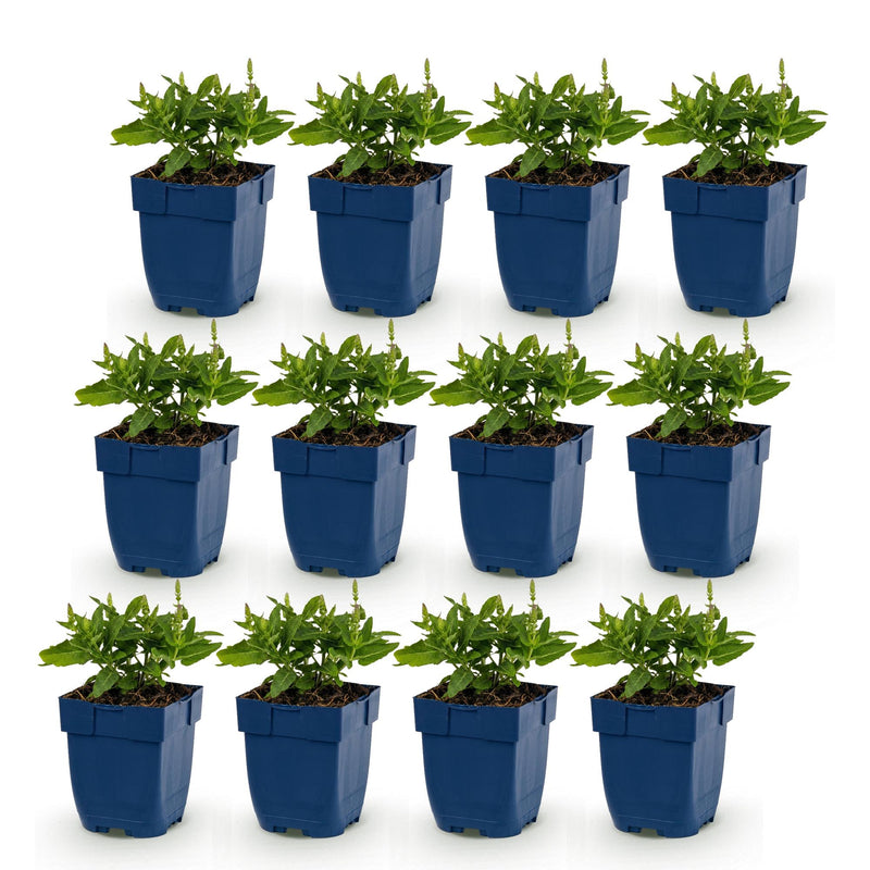 Green boutiQ - Perennial - Salvia nem. Sense Deepl Blue - Sage - Bee and Butterfly Attractors - Purple - 12 Plants - Pot 11cm - Height 15-25cm