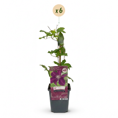 6x Clematis Rouge Cardinal - Rote Kletterpflanze im 9cm Topf, 35cm