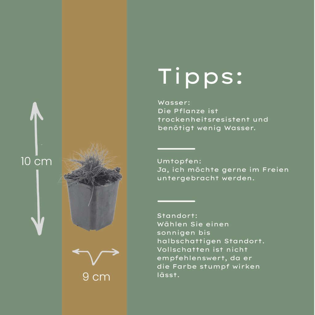 12x Festuca gautieri Ziergras (10-25cm) - Robuste Bodendecker