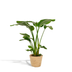 Strelitzia Nicolai Tree Strelitzia Ø19cm, 90cm incl. Basket Selin Bild 1