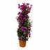 Prachtvolle Pyramiden-Bougainvillea, 80cm, Ø17cm Bild 1