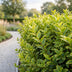 Green boutiQ - 24x Ligustrum ovalifolium Aureum - Buntblättriger Liguster - Heckenpflanzen - Immergrün - Bunt - Topf 9cm - Höhe 35-45cm Bild 7