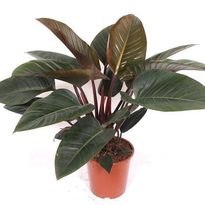 Philodendron Red Beauty Zimmerpflanze - 100cm