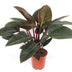Philodendron Red Beauty Zimmerpflanze - 100cm Bild 1