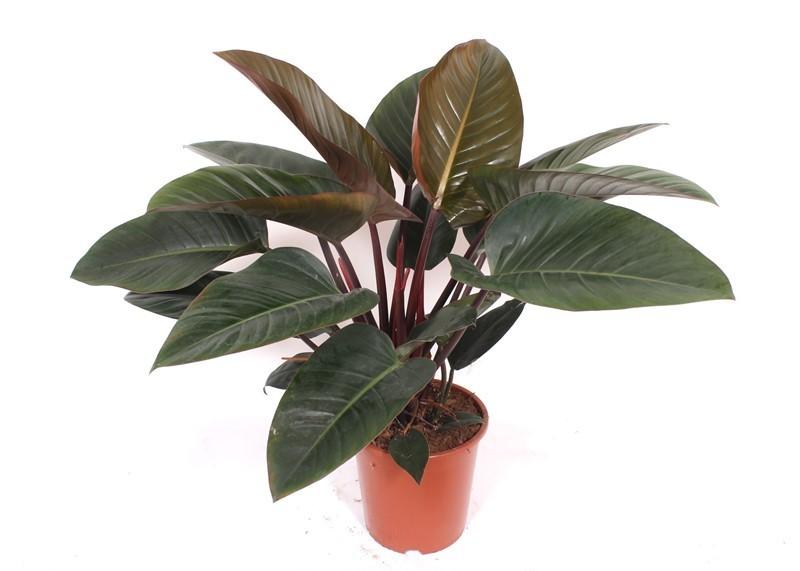Philodendron Red Beauty Zimmerpflanze - 100cm