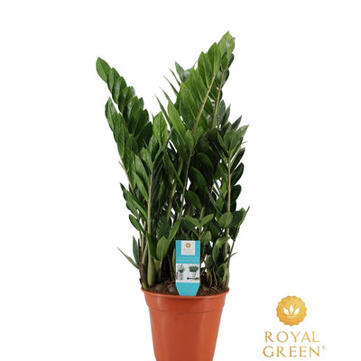 Zamioculcas, 75cm hoch, Ø21cm Topf