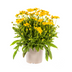Coreopsis grandiflora Ø19cm - ↕50-60cm - Leuchtend gelbe Blüten Bild 1