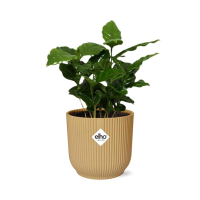 Coffea Arabica Kaffeepflanze im gelben ELHO Vibes Topf, 14 cm