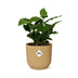 Coffea Arabica Kaffeepflanze im gelben ELHO Vibes Topf, 14 cm Bild 2