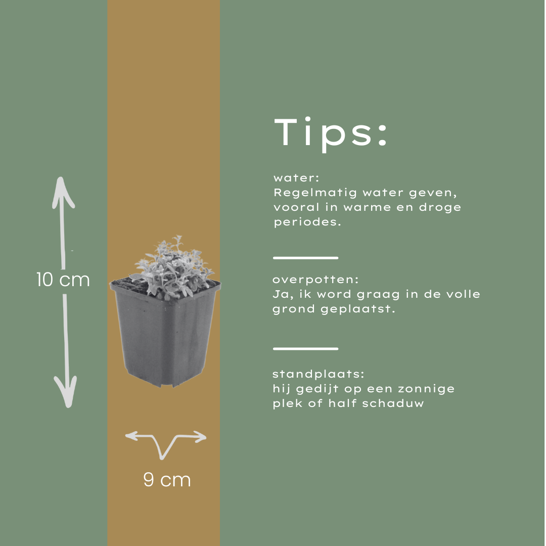 12x Kriechendes Gänseblümchen (Cerastium tomentosum) - Ø9cm