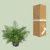 Asplenium Parvati Farn - Ø23cm - ↕55cm - Elegante Zimmerpflanze Bild 4