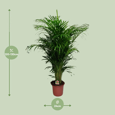 Dypsis Lutescens Palme - Ø24cm - ↕125cm