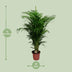 Dypsis Lutescens Palme - Ø24cm - ↕125cm Bild 2
