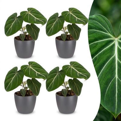 Green boutiQ - Philodendron Gloriosum - Gloriosum Philodendron - 4 plants - with Grey pot - pot 12cm - height - 25cm