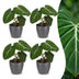 Green boutiQ - Philodendron Gloriosum - Gloriosum Philodendron - 4 Pflanzen - mit Grau Topf - Topf 12cm - Höhe - 25cm Bild 1
