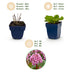 Green boutiQ - Stauden - Bergenia cordifolia - Herzblatt - Schatten - Rosa - 24 Pflanzen - Topf 11cm - Höhe 15-25cm Bild 4