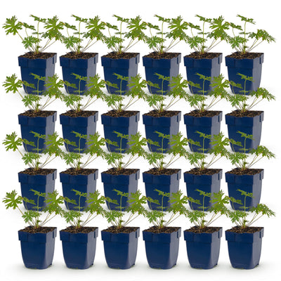 Green boutiQ - Perennial - Geranium Johnson's Blue - Crane's-bill - Groundcover - Blue - 24 Plants - Pot 11cm - Height 15-25cm
