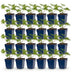 Green boutiQ - Perennial - Geranium Johnson's Blue - Crane's-bill - Groundcover - Blue - 24 Plants - Pot 11cm - Height 15-25cm Bild 1
