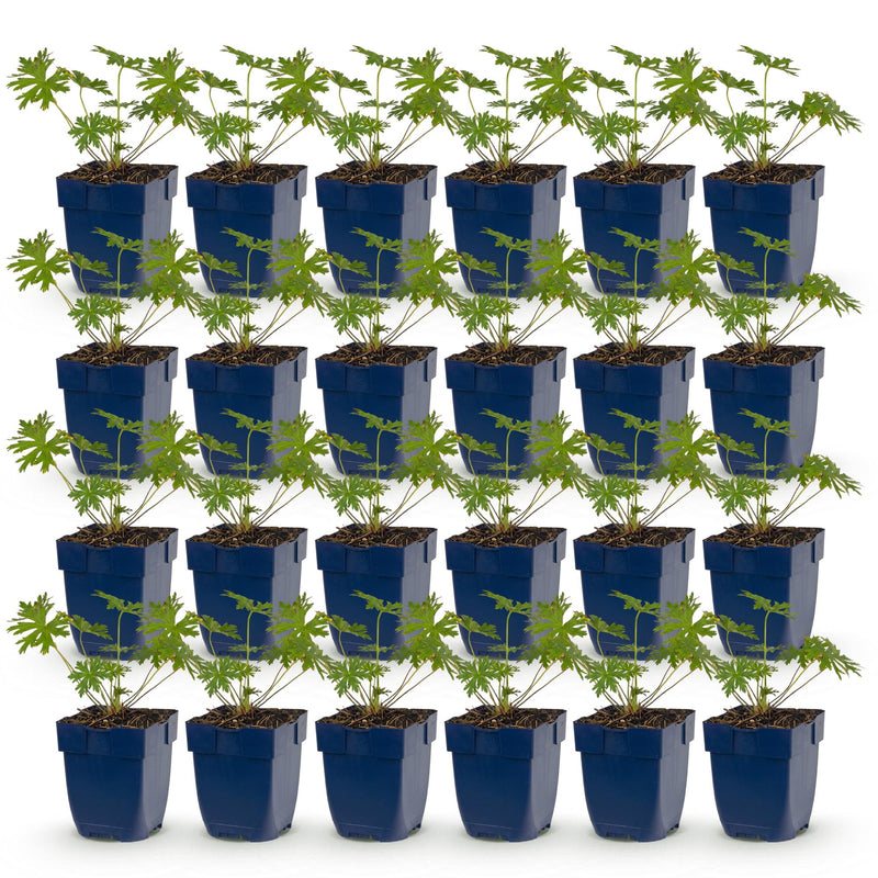 Green boutiQ - Perennial - Geranium Johnson's Blue - Crane's-bill - Groundcover - Blue - 24 Plants - Pot 11cm - Height 15-25cm