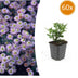 Aster ageratoides 'Stardust' - 10-25cm - Ø9cm Topf Bild 1