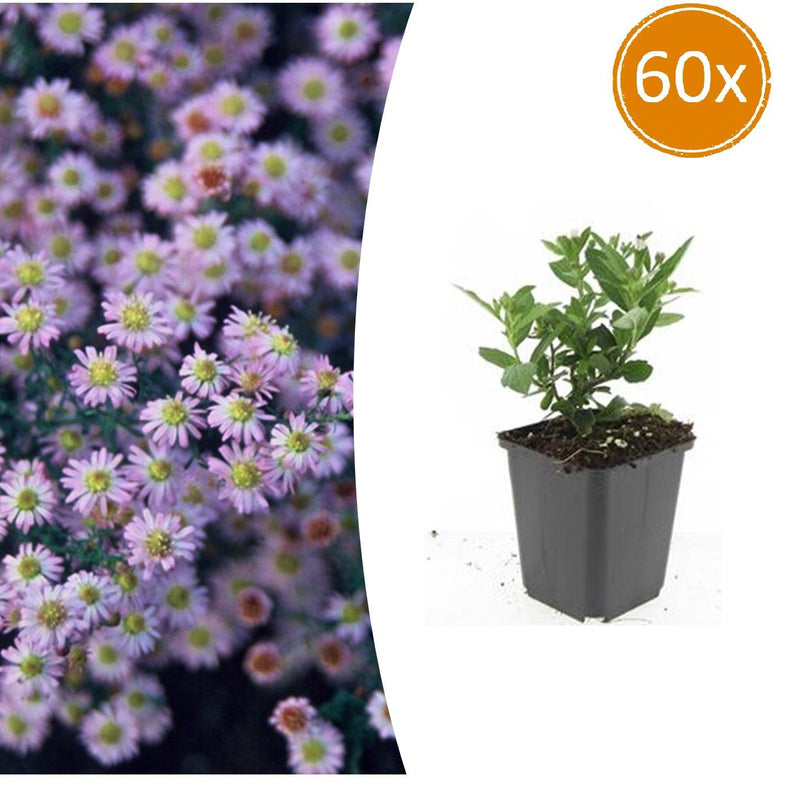 Aster ageratoides 'Stardust' - 10-25cm - Ø9cm Topf