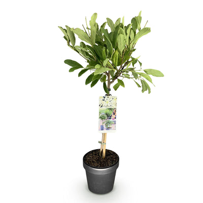 Magnolia stellata Stamm Pflanze - Weiße Blüte, winterhart, 90cm