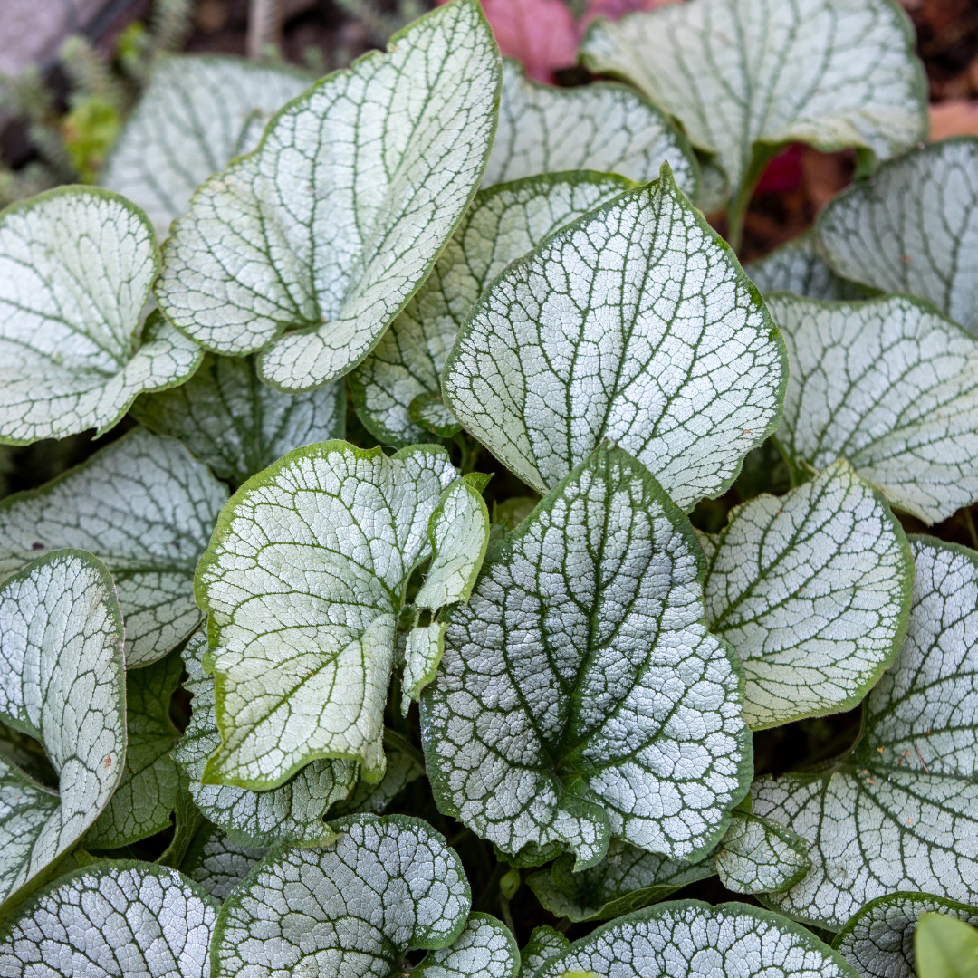 12x Brunnera macrophylla 'Jack Frost' - Schattenstaude mit Silberlaub