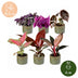 Baby Paradise Mix: 6 tropische Zimmerpflanzen Ø6cm, 10-15cm Bild 5