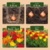 200x Tulipa Praestans Mix Zwiebeln - Frühlingsblüher für bunte Beete Bild 4