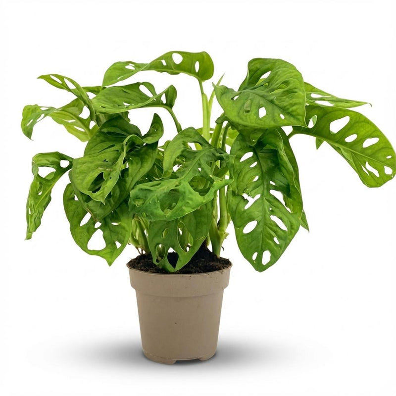 Monstera Adansonii Affenmaske – Ø 12 cm – 25-35 cm hoch