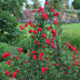 GreenboutiQ - Kletterrose - Rosa Paul Scarlet Climber - Blüte Rot - Wenig Pflege - 2 Pflanzen - Topf 11cm Höhe 40cm Bild 5
