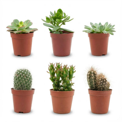 Kakteensukkulenten-Mix: 6 Stück im 5,5 cm Topf, 5-10 cm hoch