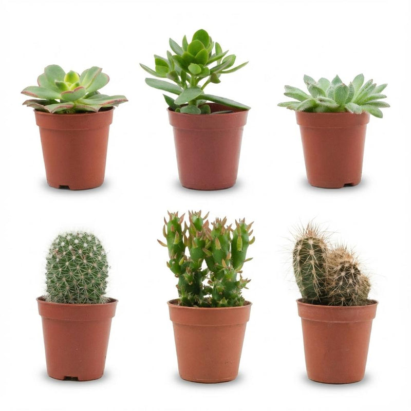 Kakteensukkulenten-Mix: 6 Stück im 5,5 cm Topf, 5-10 cm hoch