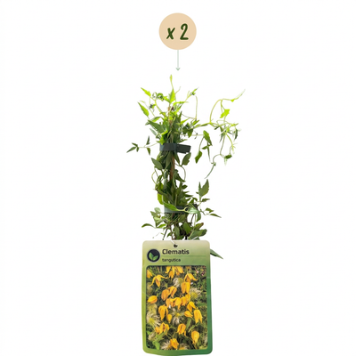 2x Clematis tangutica - Chinesische Waldrebe - Gelb - Kletterpflanze