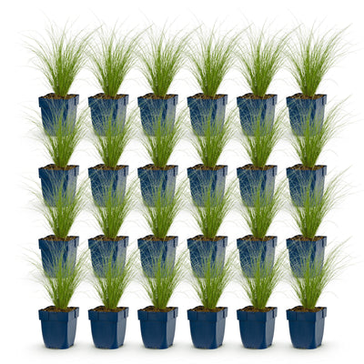 Green boutiQ - Grasses - Stipa tenuissima Ponytails - Feather Grass - Evergreen - Green - 24 Plants - 11cm Pot - Height 15-25cm