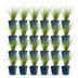 Green boutiQ - Grasses - Stipa tenuissima Ponytails - Feather Grass - Evergreen - Green - 24 Plants - 11cm Pot - Height 15-25cm Bild 2