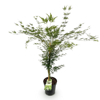 Japanischer Ahorn 'Emerald Lace' – Acer palmatum, 90cm