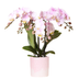 Kolibri Orchids | Pink Orchid Portugal + Bloom Decorative Pot – Pot Size Ø9cm | Flowering Houseplant – Fresh from the Grower Bild 1
