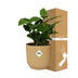 Coffea Arabica Kaffeepflanze im gelben ELHO Vibes Topf, 14 cm Bild 4