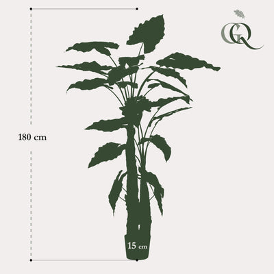 Kunst Alocasia Frydek, 180 cm, Immergrün, Pflegeleicht