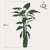 Artificial Alocasia Frydek, 180 cm, Evergreen, Easy-care Bild 2