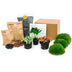 Terrarium Kit: Coffea Arabica & Fittonias for Your Home Bild 1