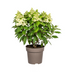Hydrangea paniculata 'White' - Ø24cm, 70-80cm Bild 1