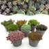 Green boutiQ Bodendecker - Winterharte Alpine Mischung, 8 Pflanzen Bild 1