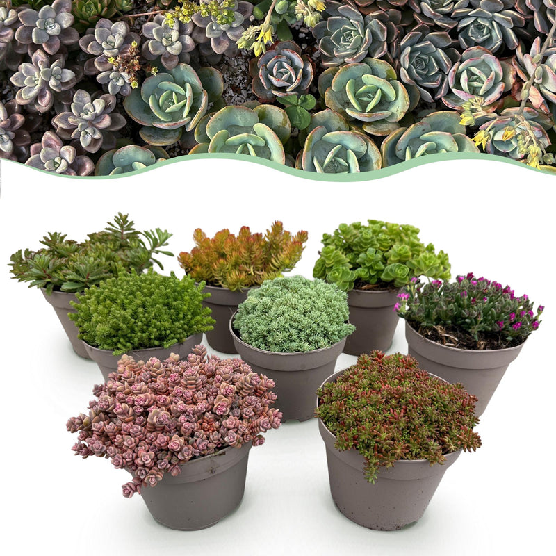 Green boutiQ Bodendecker - Winterharte Alpine Mischung, 8 Pflanzen