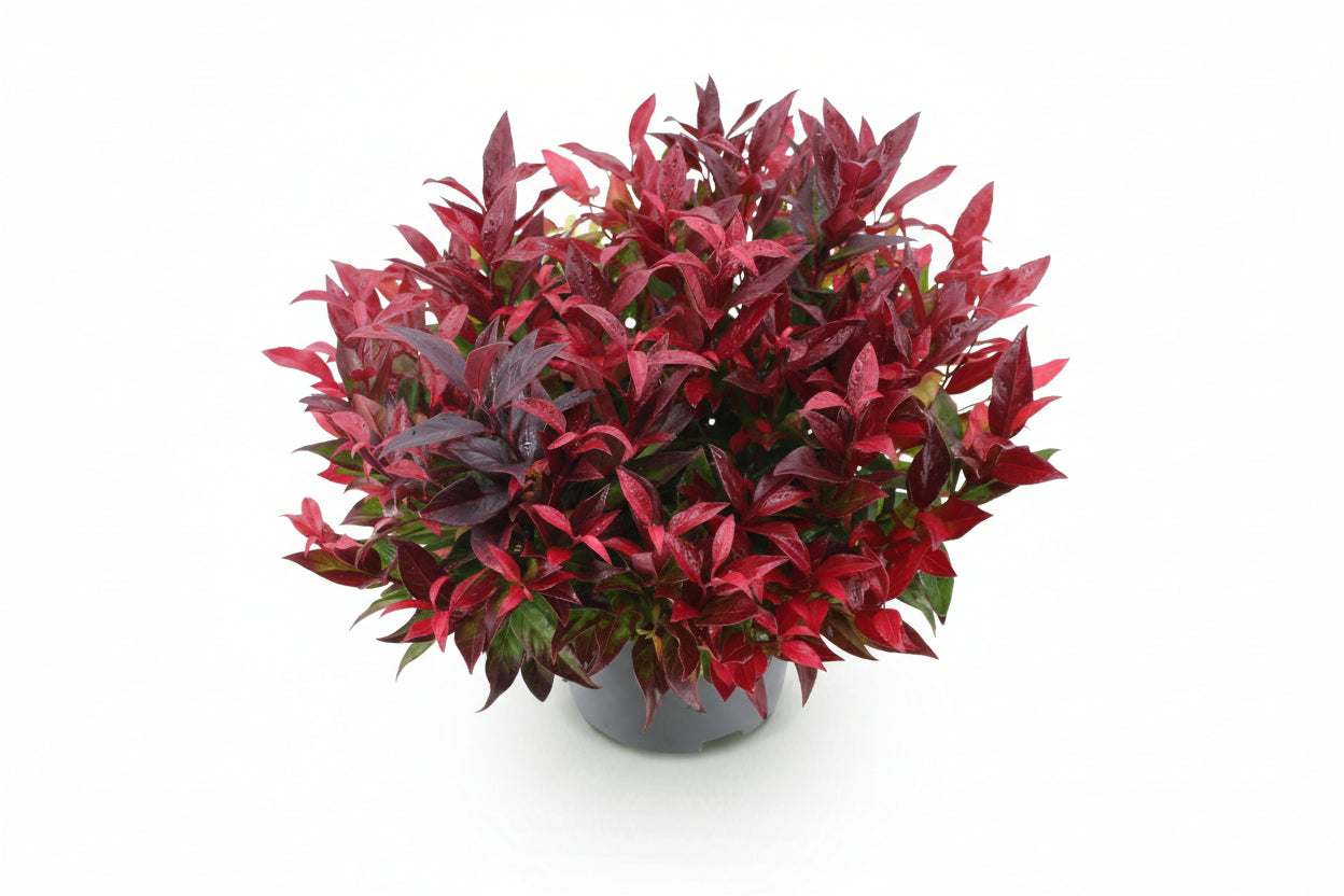 GreenboutiQ - Gartenpflanze - Leucothoe Zeblid - Rot - 1 Pflanze - Immergrün - Wenig Pflege - Topf 17cm Höhe 45cm